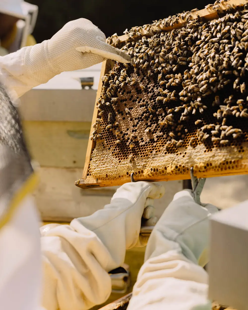 Apiary at Borgo Pignano